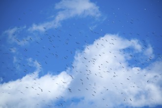 The flight of a flock of seagulls in the blue sky