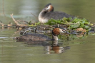 Great Crested Grebe (Podiceps cristatus) on its nest with two eggs. Bas-Rhin, Collectivite
