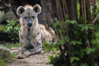 Spotted hyena (Crocuta Crocuta) lying in the grass