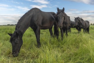 Black horses in a pasture in the French countryside in spring