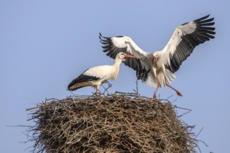 White stork in courtship period in early spring, France, Alsace