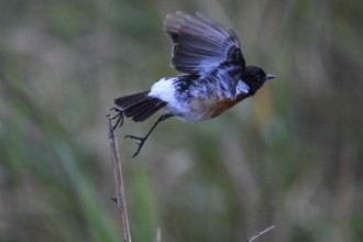 African stonechat (Saxicola torquatus), male, Moremi Game Reserve, Okavango Delta, Maun, Botswana
