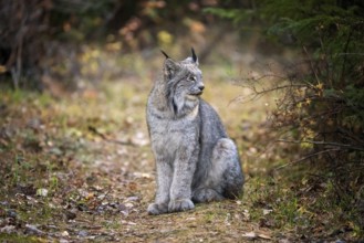 Lynx in the Wild Riding Mountain National Park Canada
