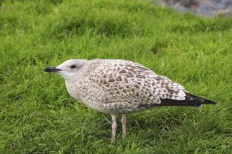 Seagull (Larinae) in the grass, Brouwersdam, province of South Holland, Netherlands