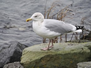 Seagull (Larinae), Brouwersdam, Province of South Holland, Netherlands