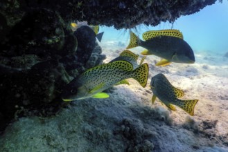 Blackspotted rubberlip, Underwater landscape reef (Plectorhinchus gaterinus) Marine life