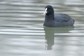 Coot swimming (Fulica atra) Close up Eurasian Coot