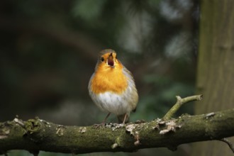 A robin sits on a branch, singing with its beak wide open