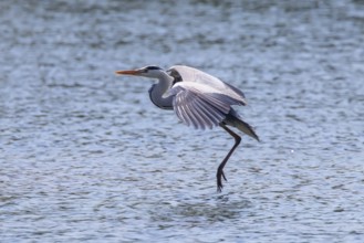 Grey Heron landing (ardea herodias) Grey Headed Heron