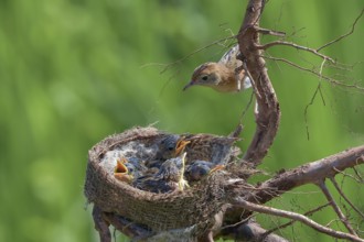Bird brings food to their chicks