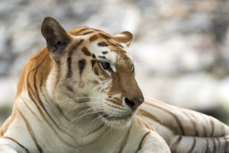 Rare golden tiger in their environment