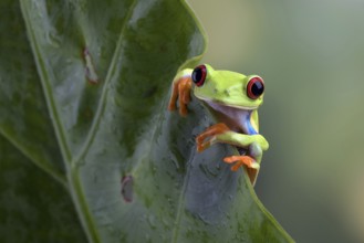 Red eyed tree frog sitting on leaf