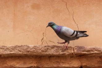 A pigeon holding a dry olive branch in its beak, photo taken in Morocco