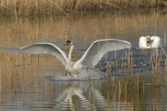 Swan on a lake in the spring campaign
