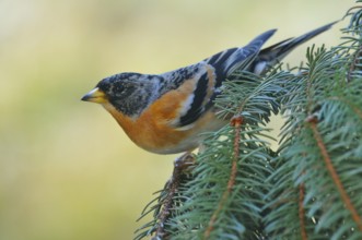 Brambling males on a spruce branch