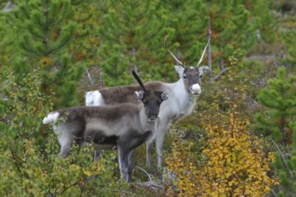 2 reindeer in Sweden Two reindeer in Sweden