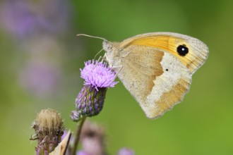 Large ox-eye (female), Maniola jurtina, Meadow brown female