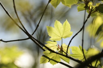 Sycamore maple leaf in the forest