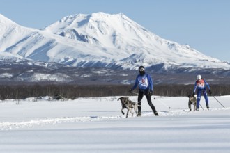 PETROPAVLOVSK-KAMCHATSKY, KAMCHATKA PENINSULA, RUSSIA, DECEMBER 10, 2016: Skijoring, competition