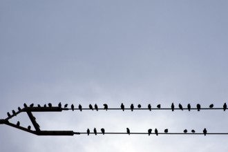 Flock of birds