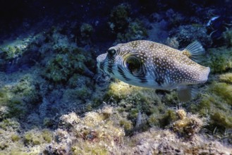 White-spotted puffer Underwater (Arothron hispidus) Marine life