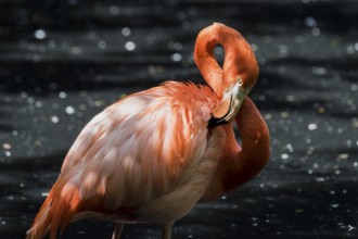 A picture of pink flamingos in the water