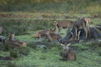 Red deer Red deer and six animals lying in a green meadow, variously sighted