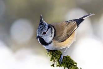 Crested tit on a branch covered with moss, presenting itself in a natural environment against the