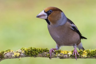 Hawfinch (Coccothraustes coccothraustes) sitting on a mossy branch, protected forest, Black Forest,
