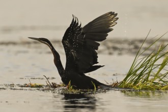 African Darter (Anhinga rufa), Moremi Game Reserve, Okavango Delta, Maun, Botswana