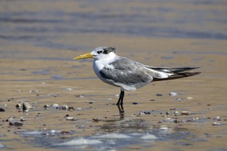 Caspian Tern, Thalasseus bergii
