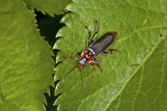 Cantharis fusca, soft-bodied beetle, soldier beetle