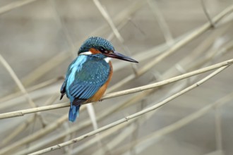 Kingfisher, Alcedo atthis
