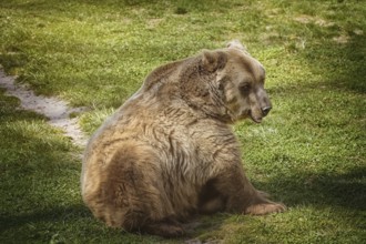 Brown bear resting on a green lawn Bialystok, Poland