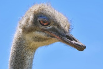 Portrait of Ostrich against the Blue Sky Konstantinovo, Varna, Bulgaria