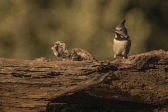 Lophophanes cristatus, spain
