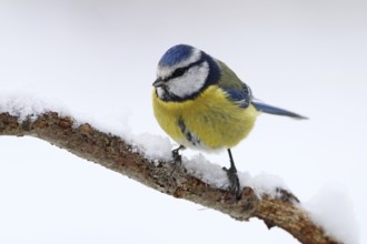 Blue tit, Cyanistes caeruleus, winter, snow