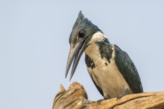 Green Kingfisher (Chloroceryle americana), Pantanal, inland, wetland, UNESCO Biosphere Reserve,