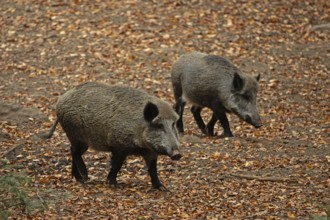 Wild boar two adult animals standing next to each other on coloured autumn leaves on the right