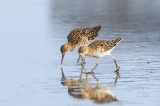 Ruff water bird (Philomachus pugnax) Ruff in water