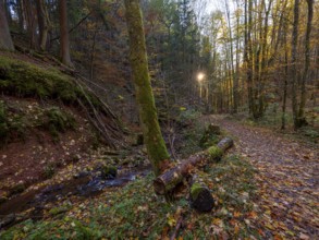 Cascade gorge with autumn leaves, Gersfeld, Rhön, Hesse, Germany