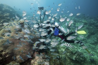 Diver photographing a shoal of heavy-tailed sergant, Abudefduf sexfasciatus, Beqa Lagoon, Viti