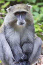 Samango white-throated monkey, (Cercopithecus mitis), (Cercopithecus mitis labiatus), Pondoland