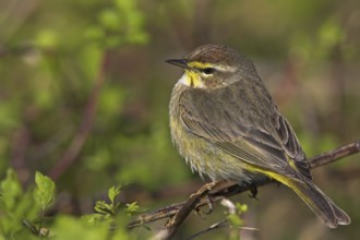 Palm warbler, (Dendroica palmarum), songbird, USA, Florida, Anhinga Trail, Everglades NP