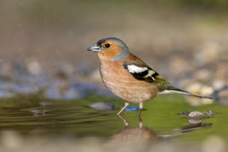 Chaffinch, (Fringilla coelebs), foraging, biotope, Wadi Darbat, Salalah, Greece, Oman
