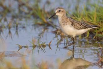 Little Stint, (Calidris minuta), foraging in the Salalah biotope, Khawr Rawri, Sohar, Oman