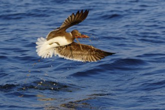 Hemprich's Gull, (Ichthyaetus hemprichii), (Larus hemprichii), Fish Eagle Gull Salalah, Off Mirbat,