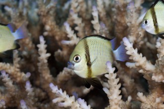 Pacific Prussian fish, Dascyllus reticulatus, Namena Marine Park, Fiji