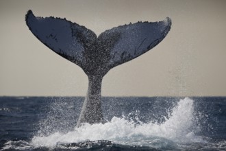 Humpback whale fluke, Megaptera novaeangliae, Silver Bank, Atlantic Ocean, Dominican Republic