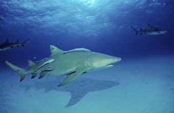 Lemon Shark, Negaprion brevirostris, Bahamas, Grand Bahama Island, Atlantic Ocean